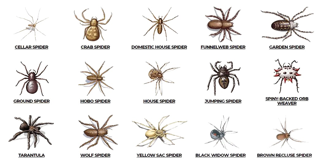 Check here are various types of spiders such as Cellar spider, crab spider, domestic house spider, house spider, jumping spider, tarantula and so on.