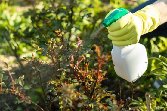Herbal Pest Control Services in Mumbai