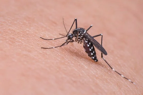 Mosquito Pest Control Services in Mumbai